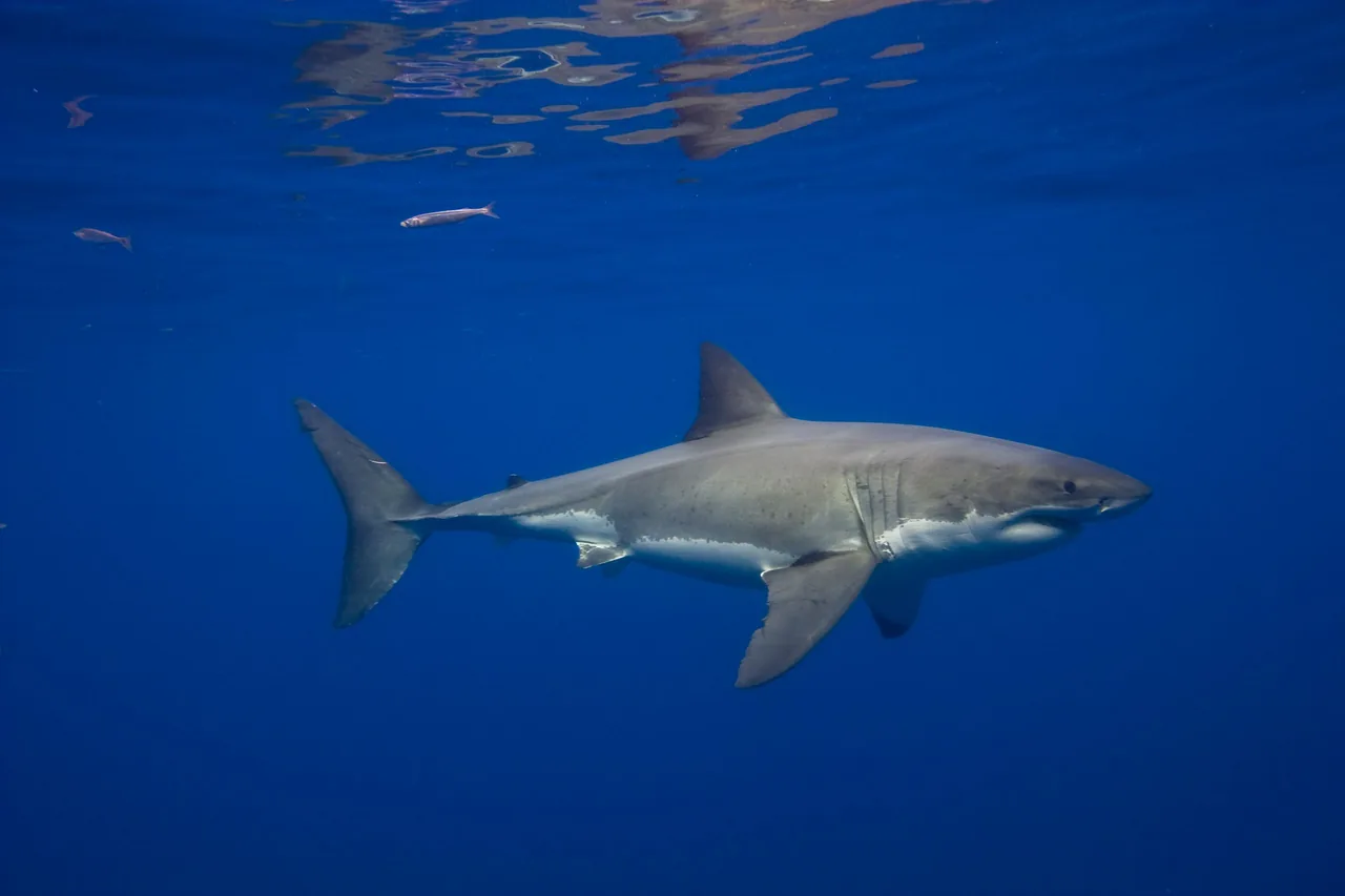 Un gran tiburón blanco nada bajo la superficie en aguas azules.