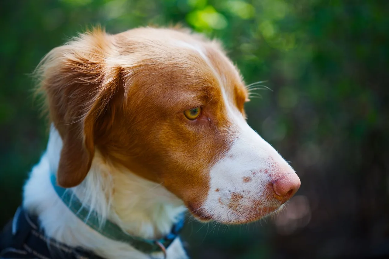Primer plano de un perro marrón y blanco con collar mirando hacia la derecha sobre fondo desenfocado verde.