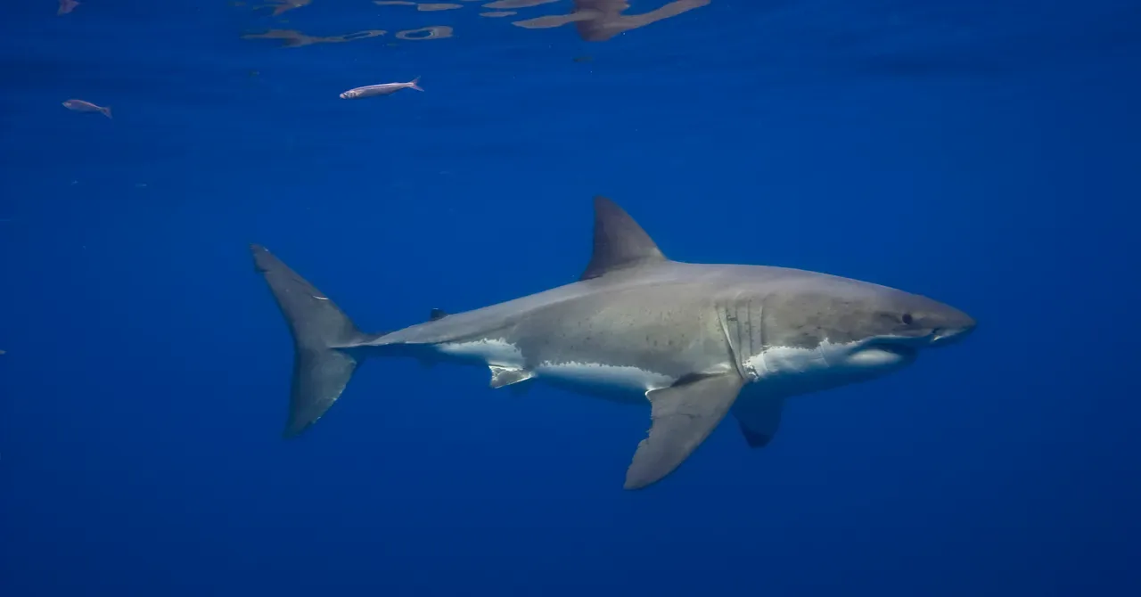 Tiburón blanco mediterráneo: el primer vídeo de un adulto aporta datos, pero no confirma una amenaza alta; falta contexto científico.